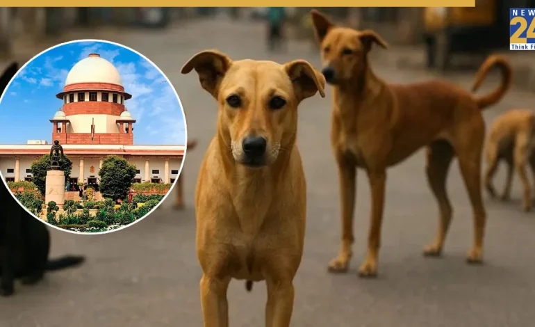 Supreme Court Orders Removal of Stray Dogs from Public Spaces
