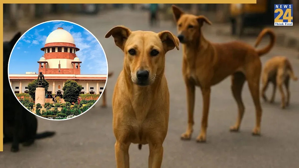 Supreme Court Orders Removal of Stray Dogs from Public Spaces